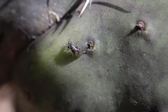 Stictomyia longicornis