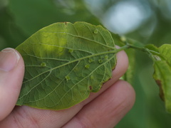 Pachypsylla celtidisasterisca