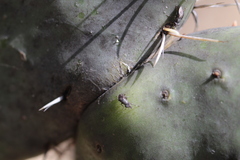 Stictomyia longicornis