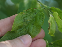 Pachypsylla celtidisasterisca