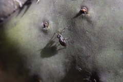 Stictomyia longicornis