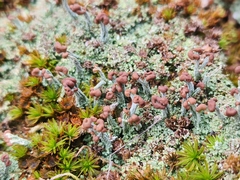 Cladonia peziziformis