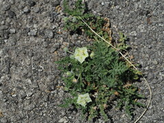 Chamaesaracha coniodes