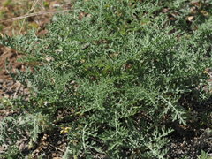 Chamaesaracha coniodes