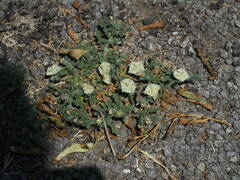 Chamaesaracha coniodes