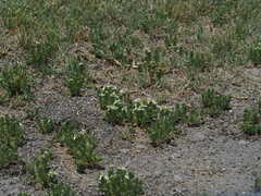 Chamaesaracha coniodes