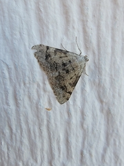 Digrammia colorata