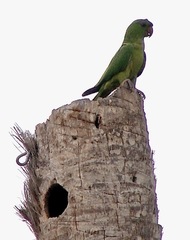 Psittacara holochlorus