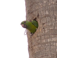 Psittacara holochlorus