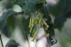 Cestrum anagyris