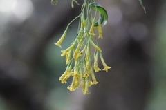 Cestrum anagyris