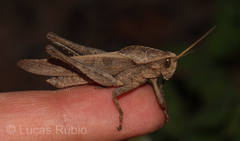 Xyleus discoideus