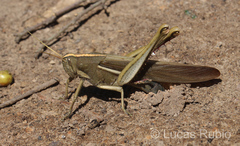 Schistocerca flavofasciata