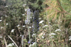 Salvia lavanduloides