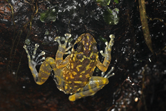 Amolops cremnobatus