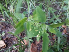 Peronospora variabilis