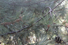 Pinus leiophylla