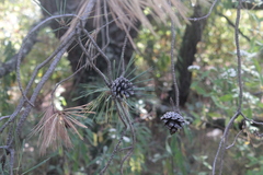 Pinus leiophylla