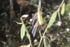 Crotalaria rzedowskii