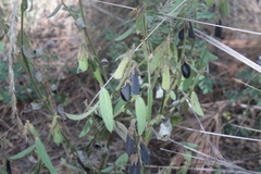 Crotalaria rzedowskii
