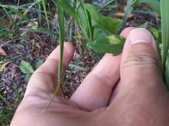 Peronospora variabilis