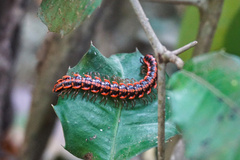 Antheromorpha uncinata