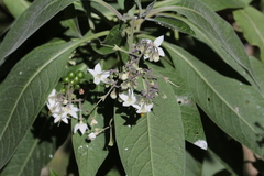 Solanum pubigerum