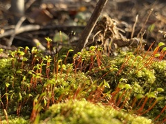 Brachytheciastrum velutinum