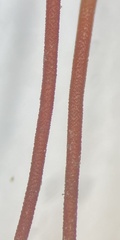 Brachytheciastrum velutinum