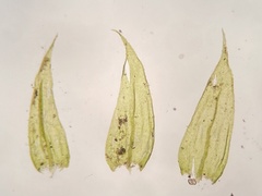 Brachytheciastrum velutinum