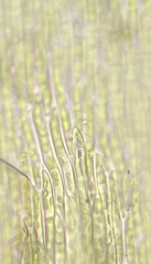 Brachytheciastrum velutinum
