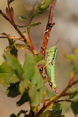 Odontopodisma decipiens