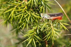 Stenobothrus rubicundulus