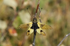 Libelloides macaronius