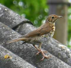 Turdus philomelos philomelos