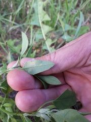 Peronospora variabilis