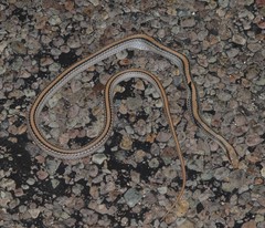 Salvadora deserticola