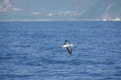 Calonectris leucomelas