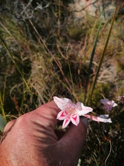 Gladiolus vigilans
