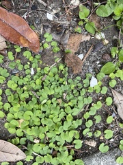 Dichondra carolinensis