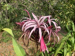 Crinum × amabile
