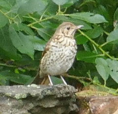 Turdus philomelos philomelos