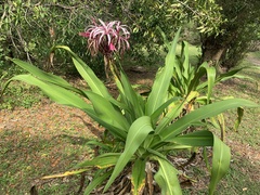 Crinum × amabile
