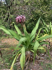 Crinum × amabile