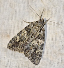 Catocala promissa
