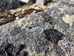 Umbilicaria torrefacta