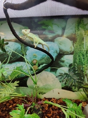 Chamaeleo calyptratus