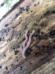 Gosodesmus claremontus