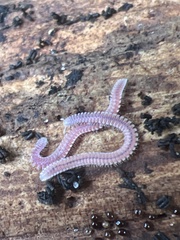 Gosodesmus claremontus