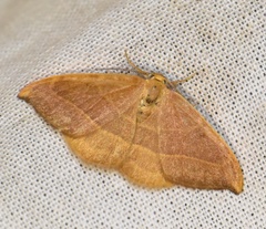Watsonalla cultraria